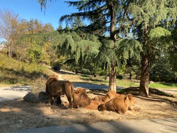 群馬サファリパークに投稿された画像（2021/11/17）