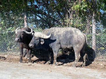 群馬サファリパークに投稿された画像（2021/11/17）