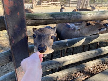 群馬サファリパークに投稿された画像（2021/11/17）