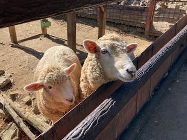 群馬サファリパークに投稿された画像（2021/11/17）