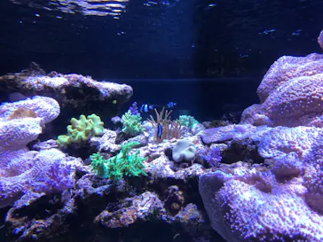 すみだ水族館に投稿された画像（2021/11/17）