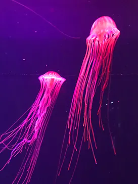 すみだ水族館に投稿された画像（2021/11/17）