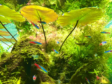 すみだ水族館に投稿された画像（2021/11/17）