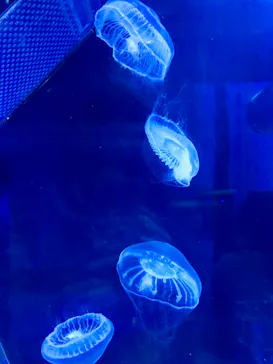すみだ水族館に投稿された画像（2021/11/17）