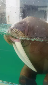 ゼロ距離水族館 伊勢シーパラダイスに投稿された画像（2021/11/17）