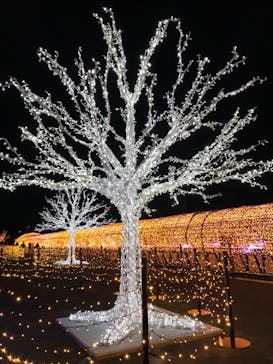 東京メガイルミに投稿された画像（2021/11/17）