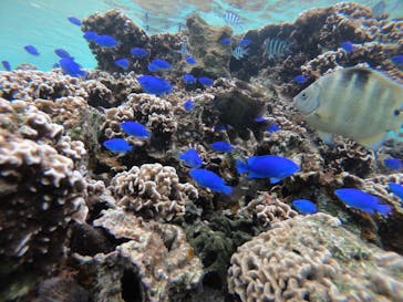 武藤潜水に投稿された画像（2021/11/18）