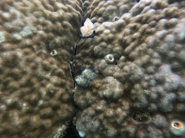 武藤潜水に投稿された画像（2021/11/18）