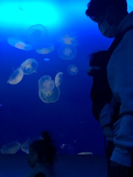 新江ノ島水族館に投稿された画像（2021/11/18）