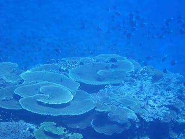 マリンクラブ ベリー 那覇店に投稿された画像（2021/11/18）