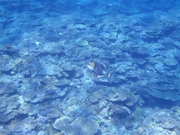 マリンクラブ ベリー 那覇店に投稿された画像（2021/11/18）