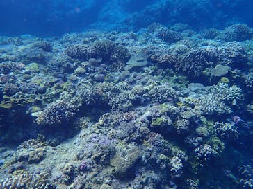 マリンクラブ ベリー 那覇店に投稿された画像（2021/11/18）