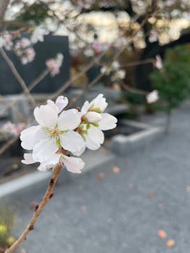 特別展「最澄と天台宗」（東京国立博物館）に投稿された画像（2021/11/18）