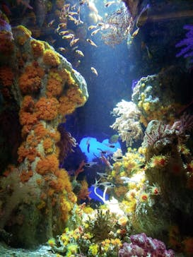 サンシャイン水族館に投稿された画像（2021/11/18）