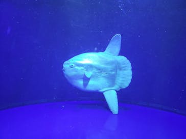 サンシャイン水族館に投稿された画像（2021/11/18）