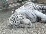 東武動物公園に投稿された画像（2021/11/18）