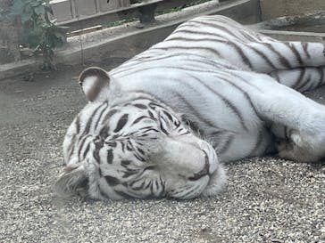 東武動物公園に投稿された画像（2021/11/18）