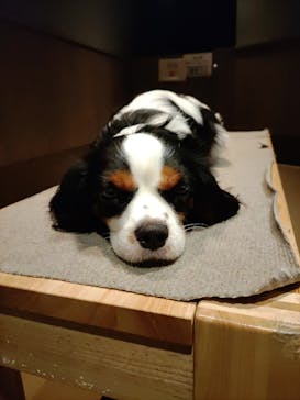 Moff animal world MARK IS みなとみらい店に投稿された画像（2021/11/18）