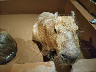 Moff animal world MARK IS みなとみらい店に投稿された画像（2021/11/18）