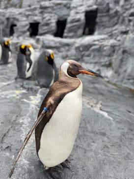 旭川市旭山動物園に投稿された画像（2021/11/19）