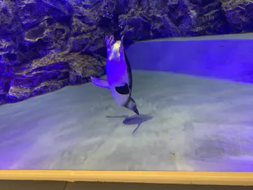 すみだ水族館に投稿された画像（2021/11/19）