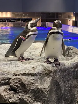すみだ水族館に投稿された画像（2021/11/19）