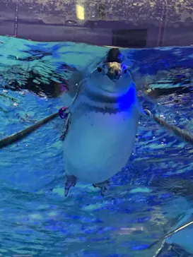 すみだ水族館に投稿された画像（2021/11/19）