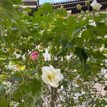 特別展「最澄と天台宗」（東京国立博物館）に投稿された画像（2021/11/19）