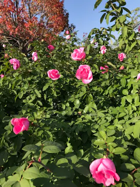 ひらかたパークに投稿された画像（2021/11/19）