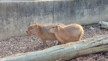 群馬サファリパークに投稿された画像（2021/11/19）