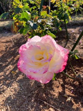 九十九島動植物園森きららに投稿された画像（2021/11/19）