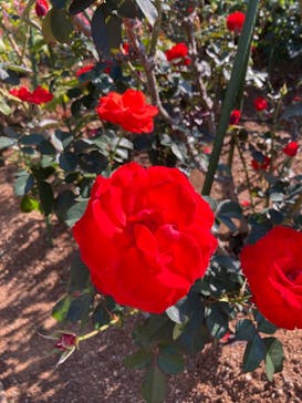 九十九島動植物園森きららに投稿された画像（2021/11/19）