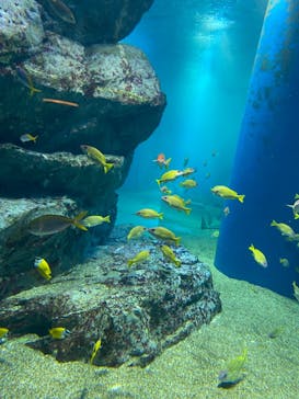 マクセル アクアパーク品川に投稿された画像（2021/11/19）