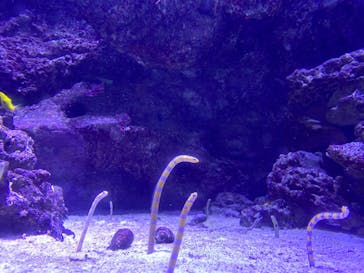 マクセル アクアパーク品川に投稿された画像（2021/11/19）