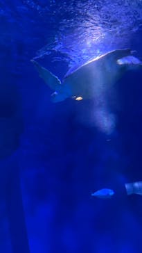 マクセル アクアパーク品川に投稿された画像（2021/11/19）