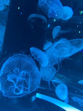 マクセル アクアパーク品川に投稿された画像（2021/11/19）