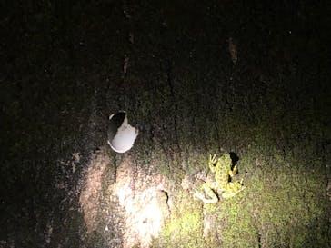 ミッドナイトツアー 奄美に投稿された画像（2021/11/19）