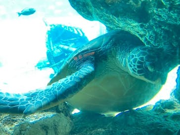 箱根園水族館に投稿された画像（2021/11/19）