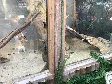 神戸どうぶつ王国に投稿された画像（2021/11/19）