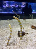 すみだ水族館に投稿された画像（2021/11/20）