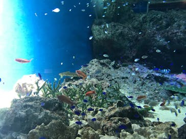 マクセル アクアパーク品川に投稿された画像（2021/11/19）