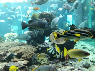 串本海中公園水族館に投稿された画像（2021/11/19）