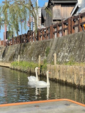 小江戸さわら 舟めぐりに投稿された画像（2021/11/20）