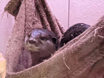 マクセル アクアパーク品川に投稿された画像（2021/11/20）