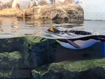 マクセル アクアパーク品川に投稿された画像（2021/11/20）