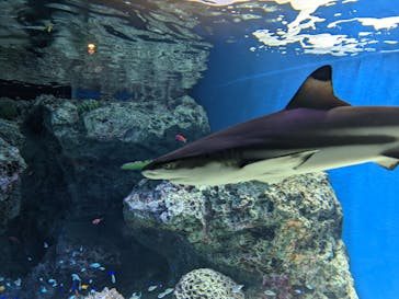 マクセル アクアパーク品川に投稿された画像（2021/11/20）