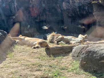 天王寺動物園に投稿された画像（2021/11/20）