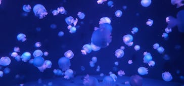 京都鉄道博物館×京都水族館に投稿された画像（2021/11/20）