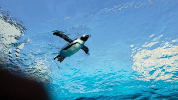 サンシャイン水族館に投稿された画像（2021/11/20）