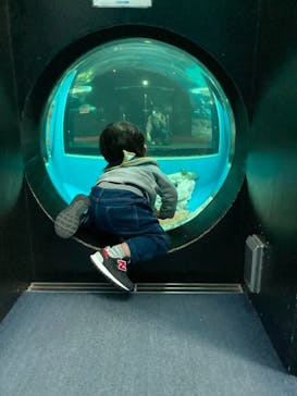 しながわ水族館に投稿された画像（2021/11/20）